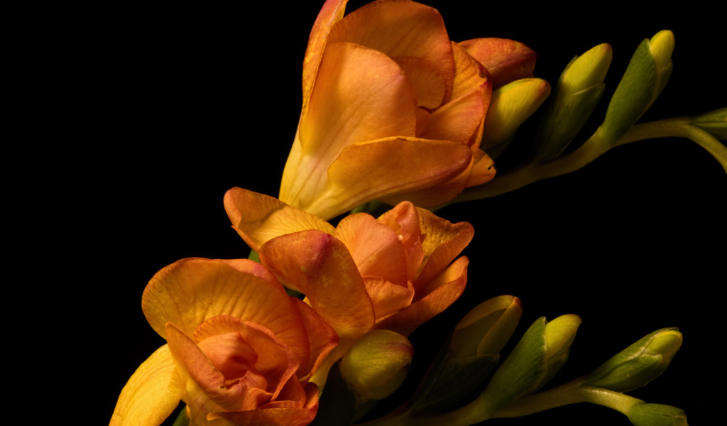 Оранжевые цветы Фрезия с бутонами на черном фоне