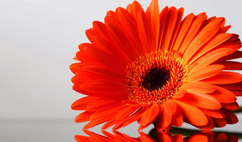 Оранжевый цветок герберы отражается в поверхности стола