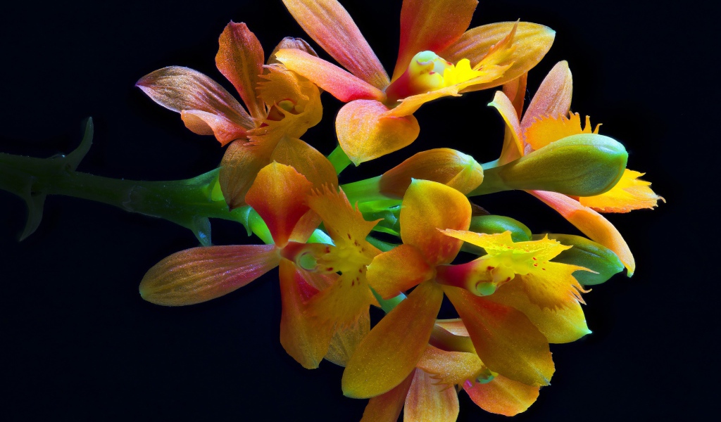 Оранжевые цветы орхидеи на черном фоне крупным планом
