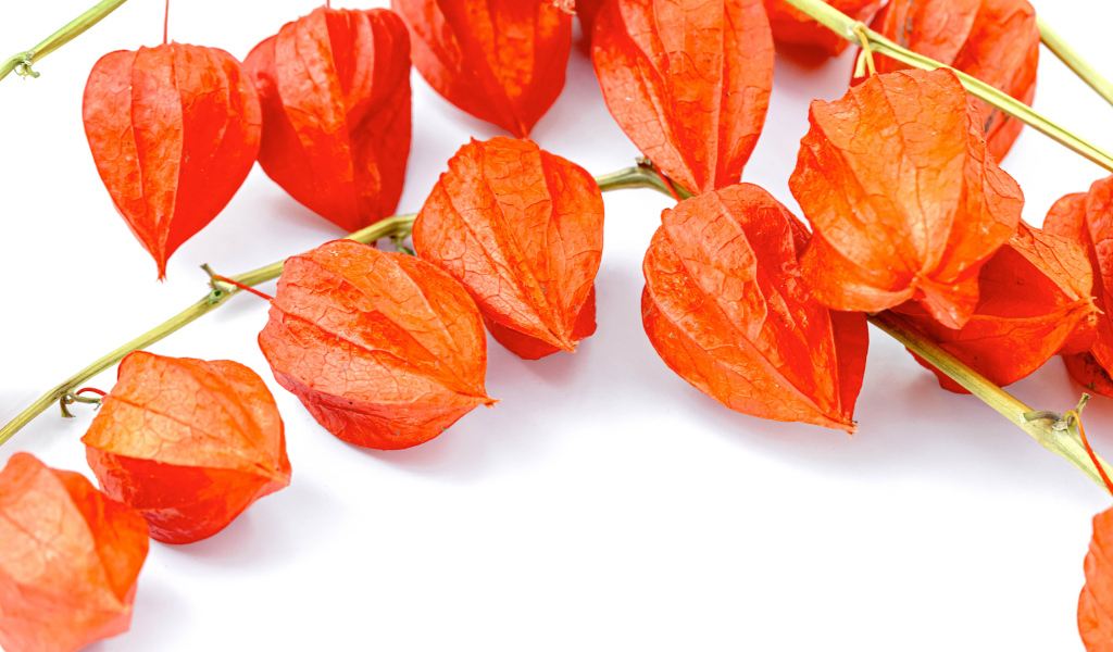 Оранжевые цветы физалиса на белом фоне 