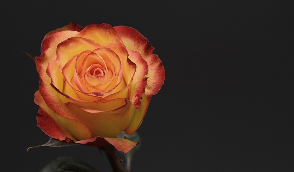 Оранжевая роза на сером фоне