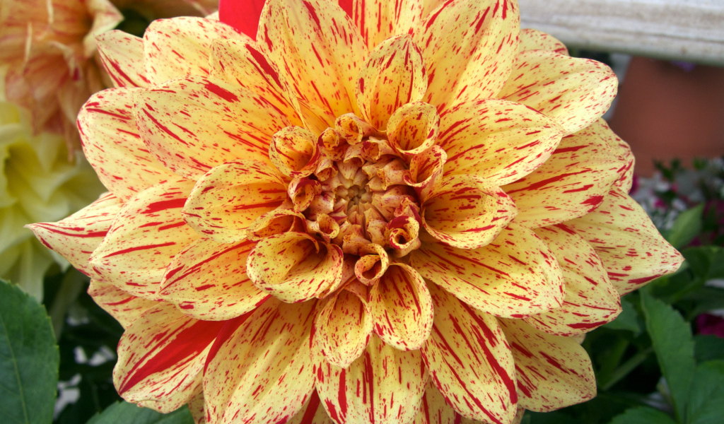 Оранжевая пятнистая георгина на клумбе 