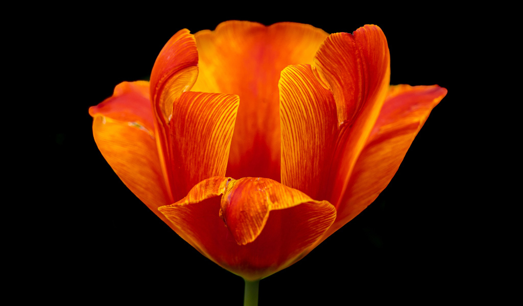 Оранжевый тюльпан на черном фоне крупным планом
