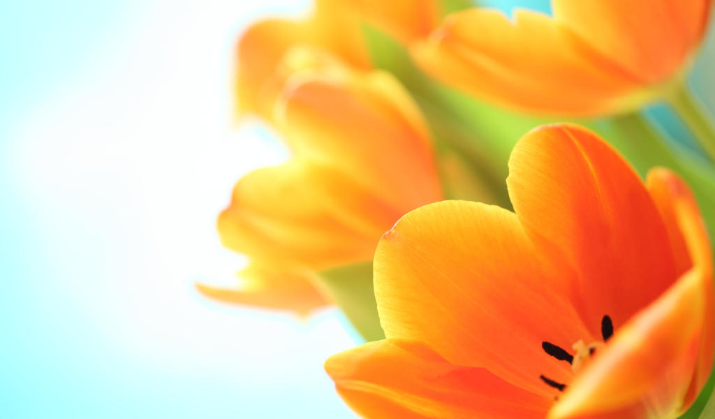 Оранжевый тюльпан на белом фоне крупным планом