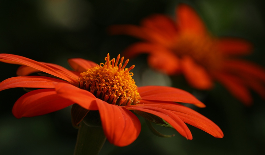 Оранжевый цветок цинния крупным планом