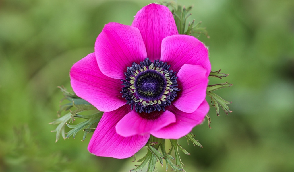 Розовый цветок анемоны крупным планом