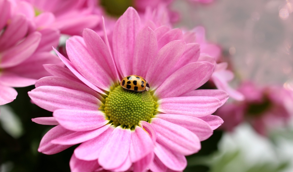 Розовый цветок хризантемы с божьей коровкой