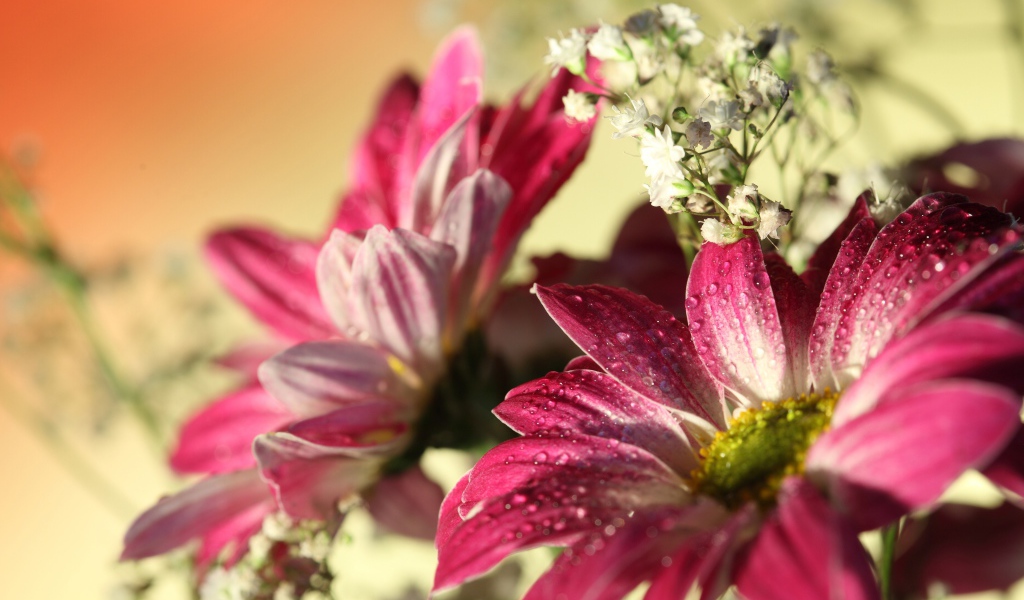 Розовые цветы хризантемы с белыми цветами