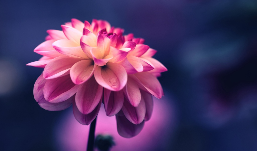 Розовый цветок георгина крупным планом