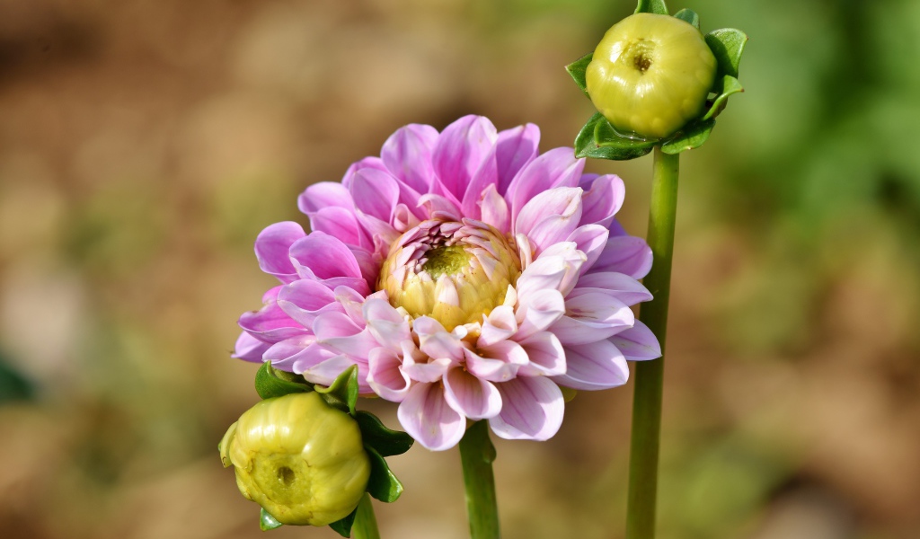 Розовый цветок георгины с двумя бутонами