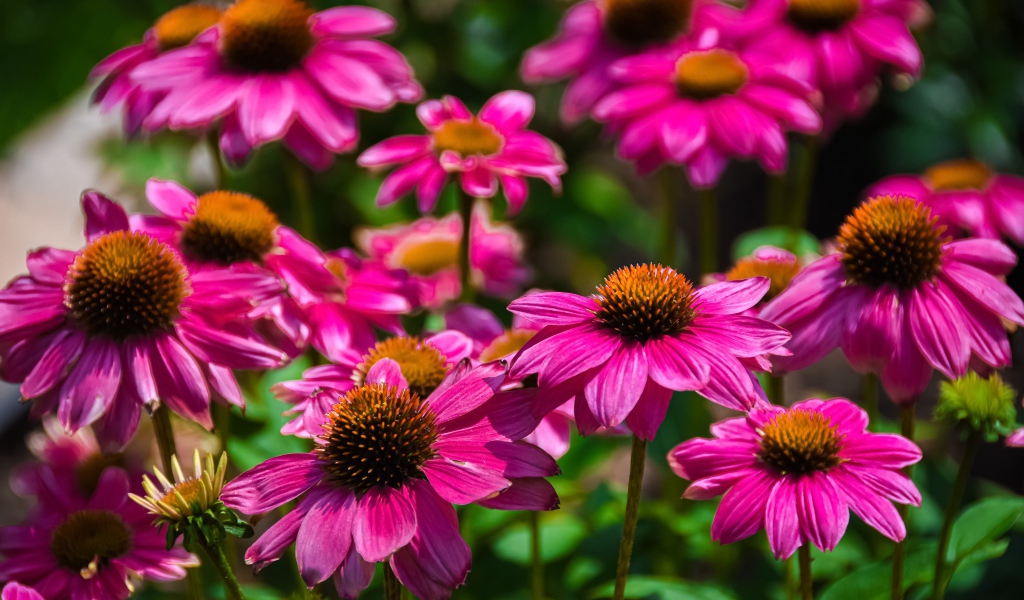 Розовые цветы эхинацеи крупным планом на клумбе 