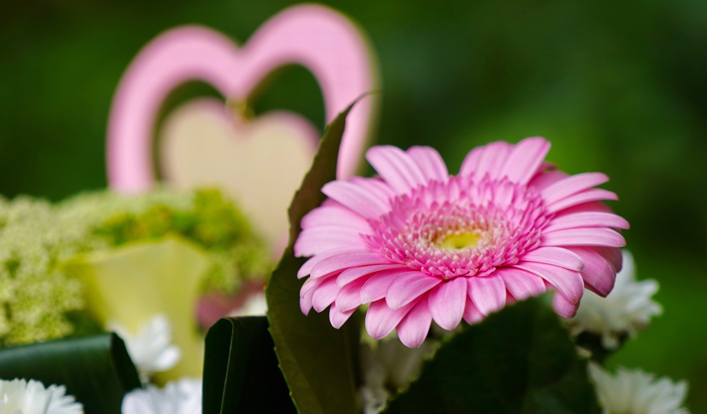 Розовый цветок герберы с зелеными листьями