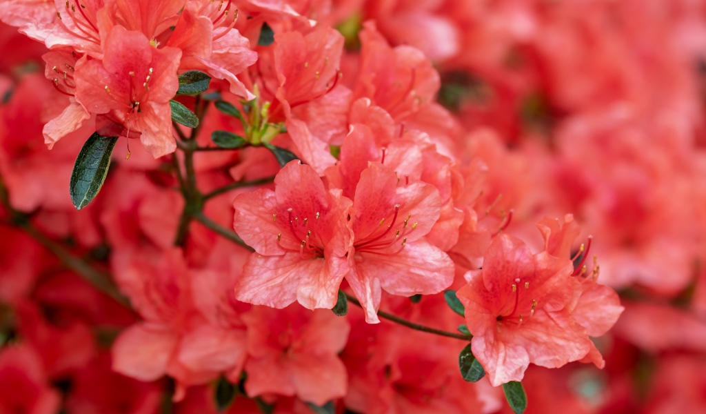 Розовые цветы рододендрон крупным планом