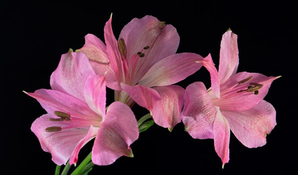 Розовые цветы альстромерия на черном фоне