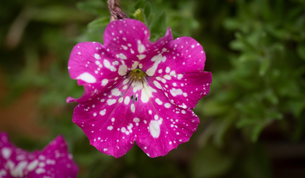Розовый с белыми пятнами цветок садовой петунии 
