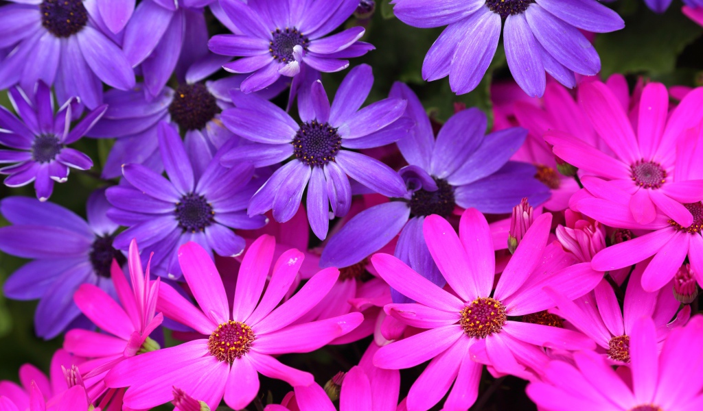 Розовые и фиолетовые цветы остеоспермум