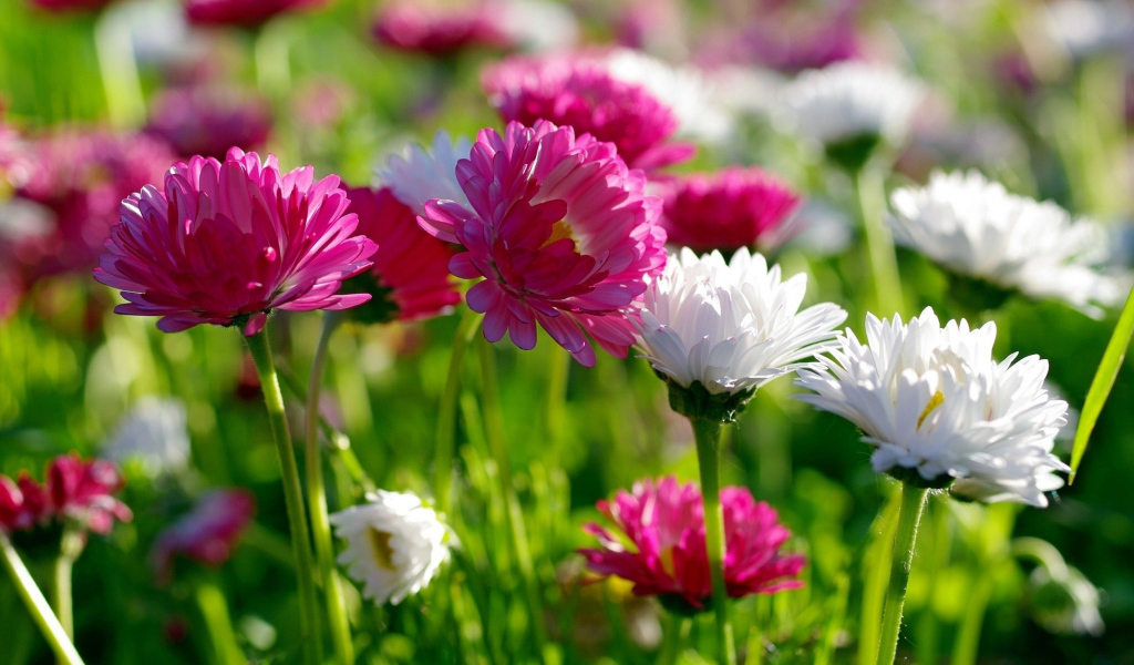 Розовые и белые маргаритки  в лучах солнца 