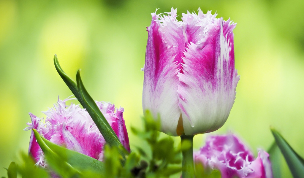 Розовый с белым тюльпан с волнистыми лепестками крупным планом