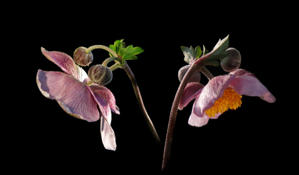 Розовые цветы анемоны с бутонами на черном фоне