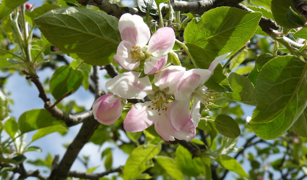 Розовые цветы яблони в зеленых листьях на дереве 