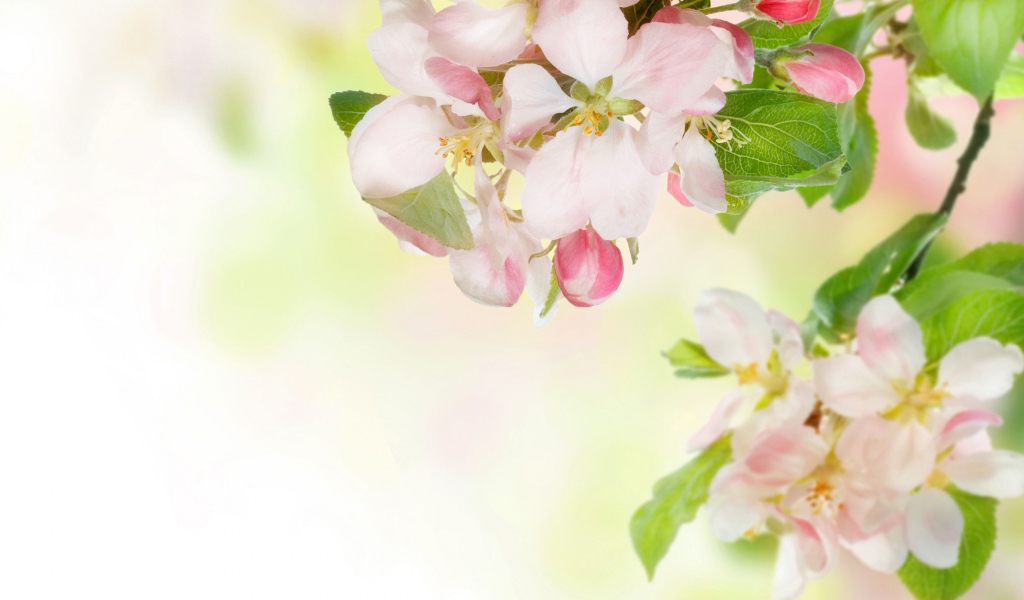 Розовые цветы яблони на ветках с зелеными листьями 