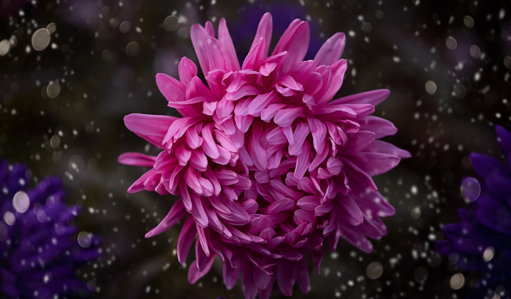 Розовый цветок астры крупным планом