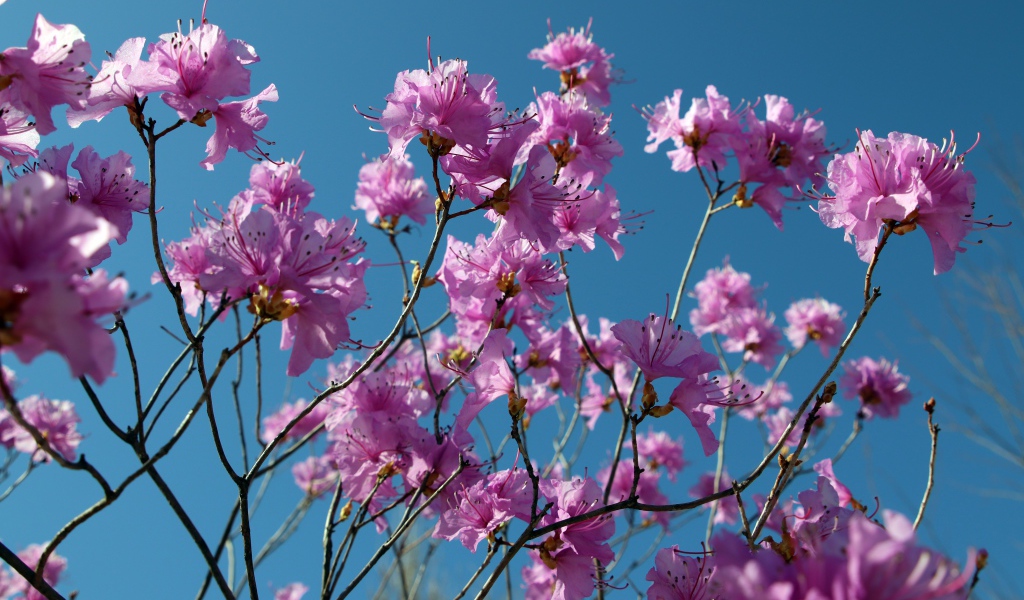 Розовые цветы азалия на ветках дерева на фоне голубого неба