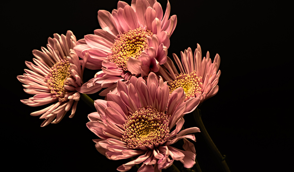 Розовые красивые хризантемы на черном фоне