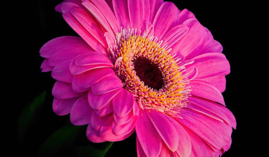 Розовый красивый цветок герберы на черном фоне