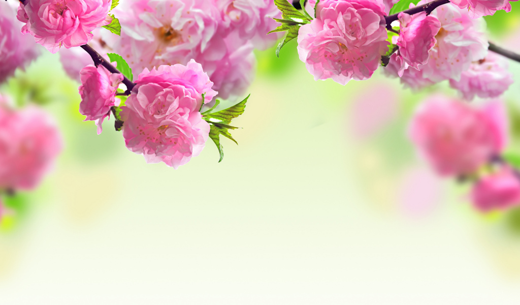 Розовые красивые цветы луизеания крупным планом