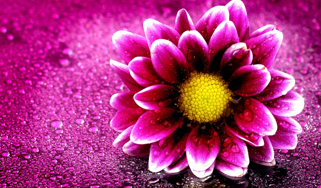 Розовый цветок хризантемы на розовом фоне