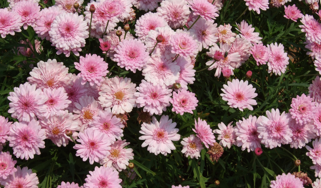 Розовые цветы хризантемы на клумбе крупным планом