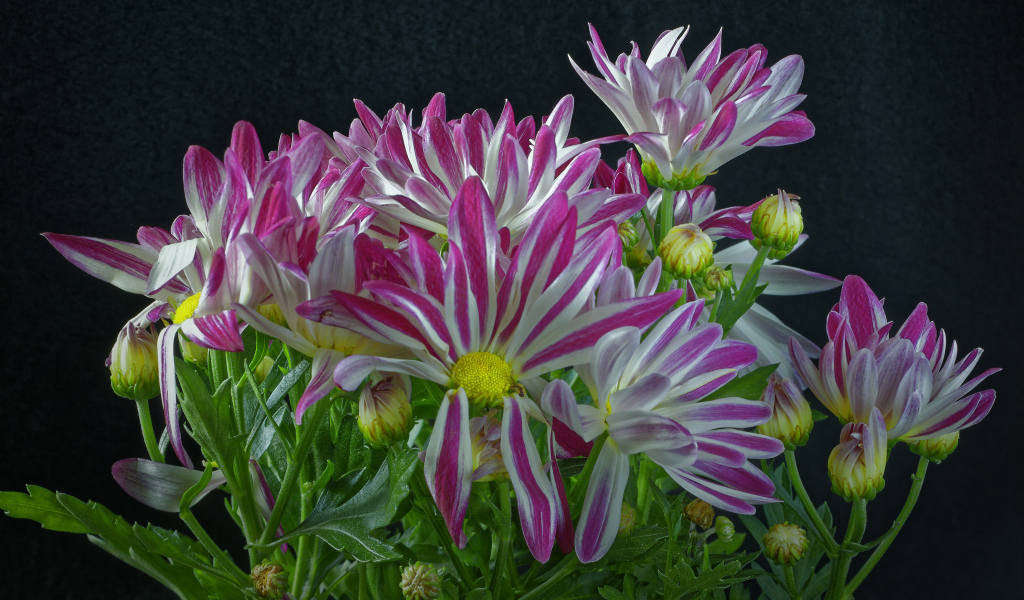 Розовые цветы хризантем с зелеными листьями на черном фоне