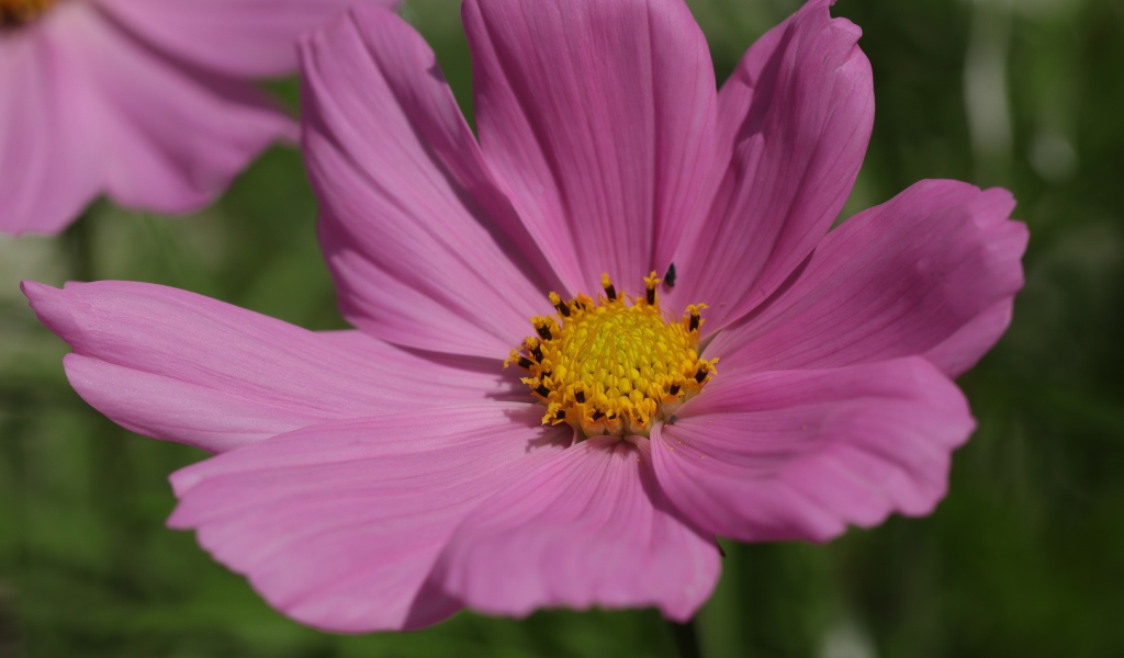 Розовый цветок космеи крупным планом