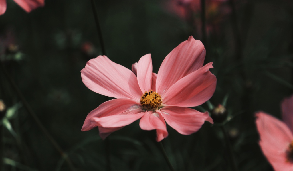 Розовый цветок космеи с бутонами крупным планом