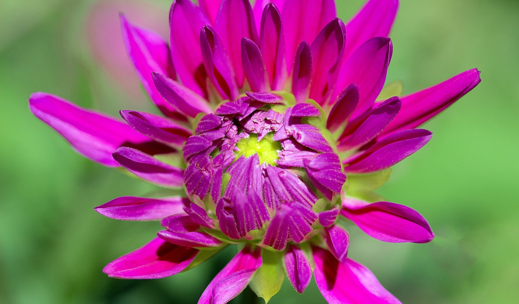 Розовый цветок георгины распускается 