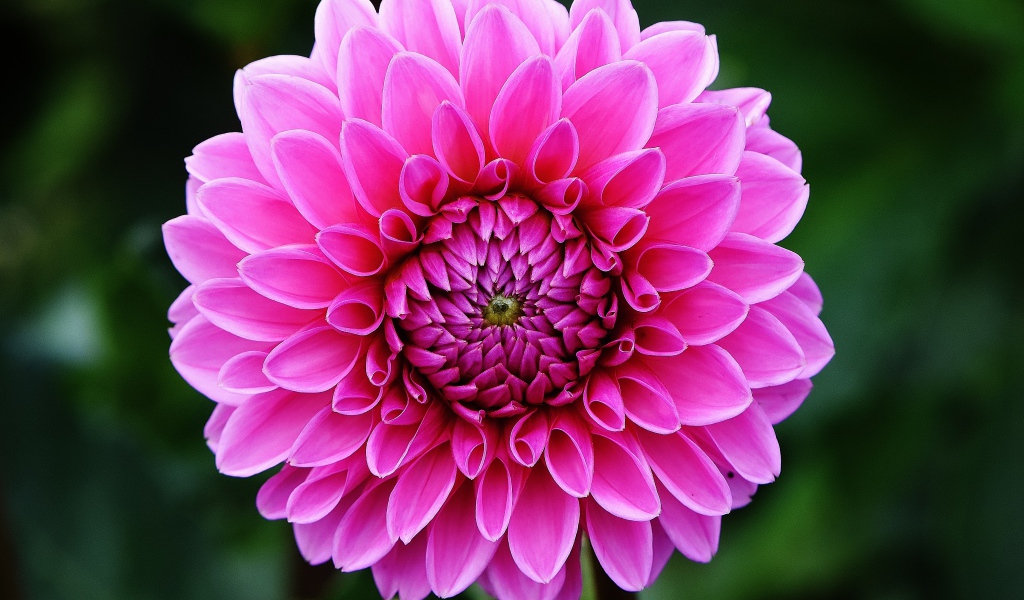 Розовый цветок георгины крупным планом