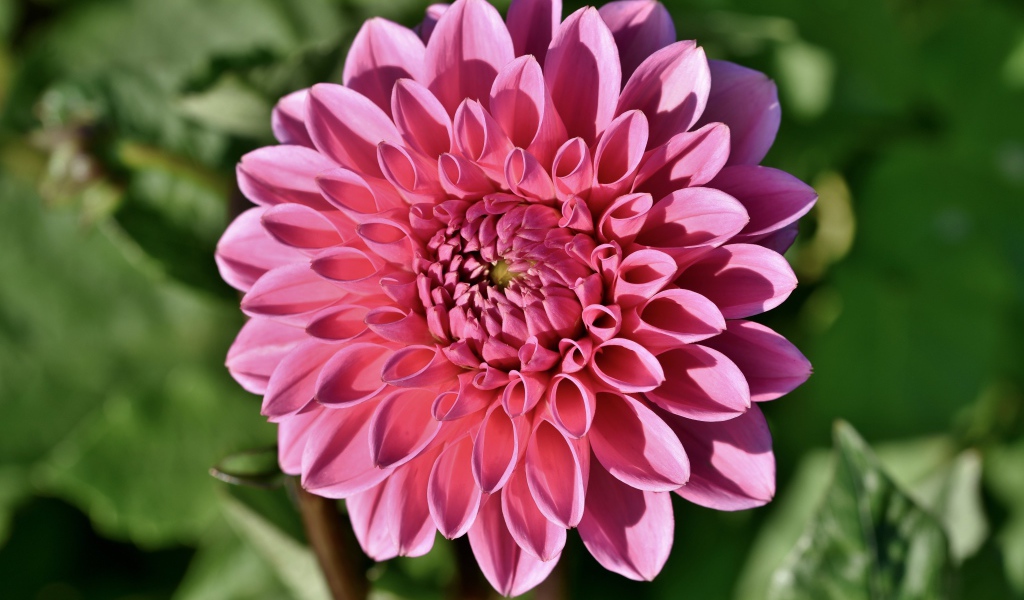 Розовый цветок георгины в лучах солнца на клумбе