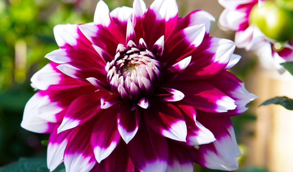 Розовая георгина с белыми лепестками крупным планом