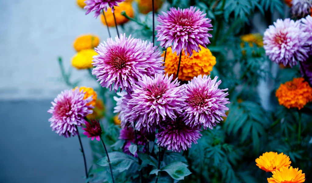 Розовые георгины с бархатцами на клумбе 