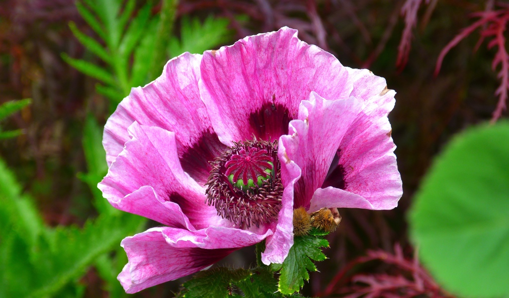 Розовый декоративный мак на клумбе