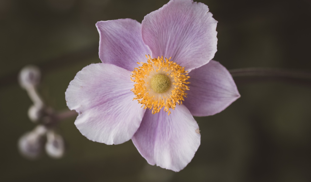 Розовый нежный цветок анемона крупным планом