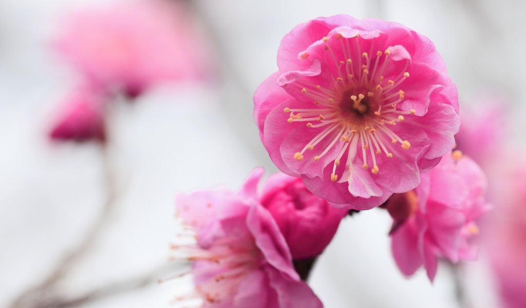 Розовый нежный цветок крупным планом