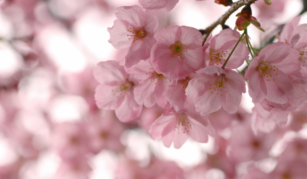 Розовые нежные цветы на ветке весной 