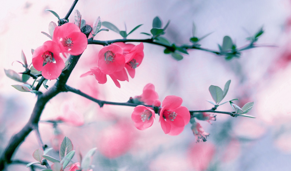 Розовые нежные цветы с зелеными листьями на ветке 