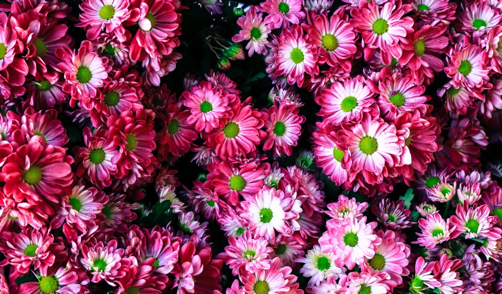 Розовые нежные садовые хризантемы крупным планом