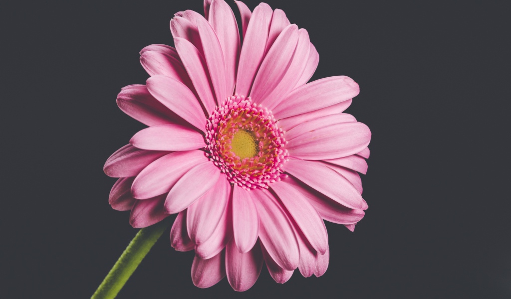 Розовый нежный цветок герберы на сером фоне