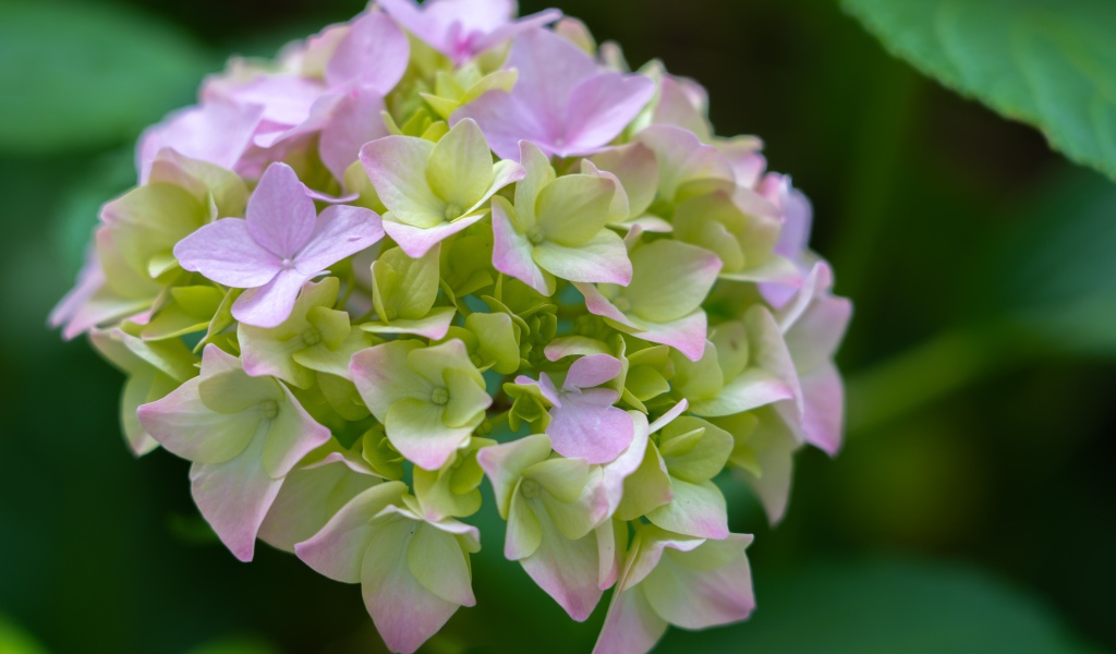 Розовые нежные цветы гортензии в зеленых листьях 