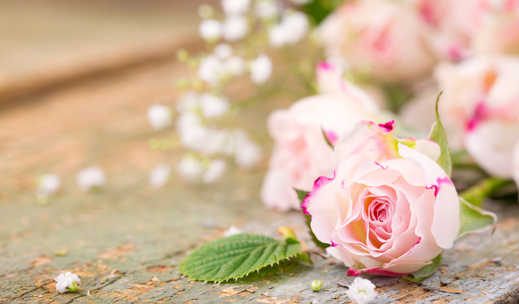 Розовый цветок нежной розы на столе 