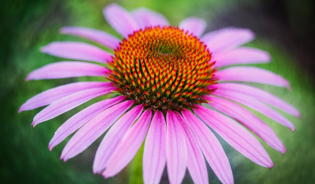 Розовый цветок эхинацеи с оранжевой серединкой